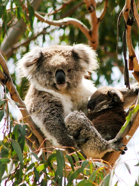 Koala resting in a tree at Koala Conservation Reserve, Phillip Island.