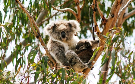 Koala Conservation Reserve Tickets & Optional Entry to Phillip Island Nature Parks
