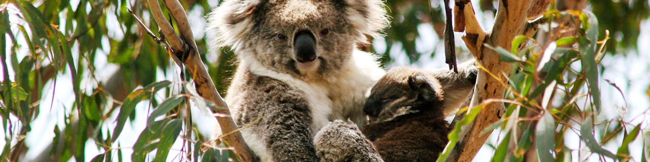 Biglietti per la Koala Conservation Reserve e ingresso opzionale ai parchi naturali di Phillip Island