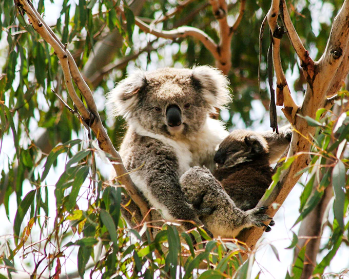 Koala Conservation Reserve Tickets & Optional Entry to Phillip Island Nature Parks