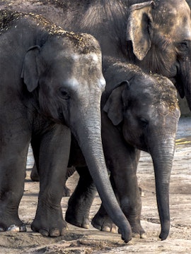 Elephants walking together at Cologne Zoo.