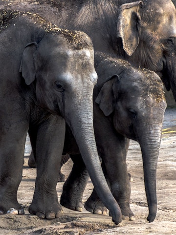 Elephants walking together at Cologne Zoo.