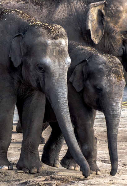 Elephants walking together at Cologne Zoo.