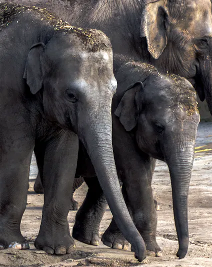 Elephants walking together at Cologne Zoo.