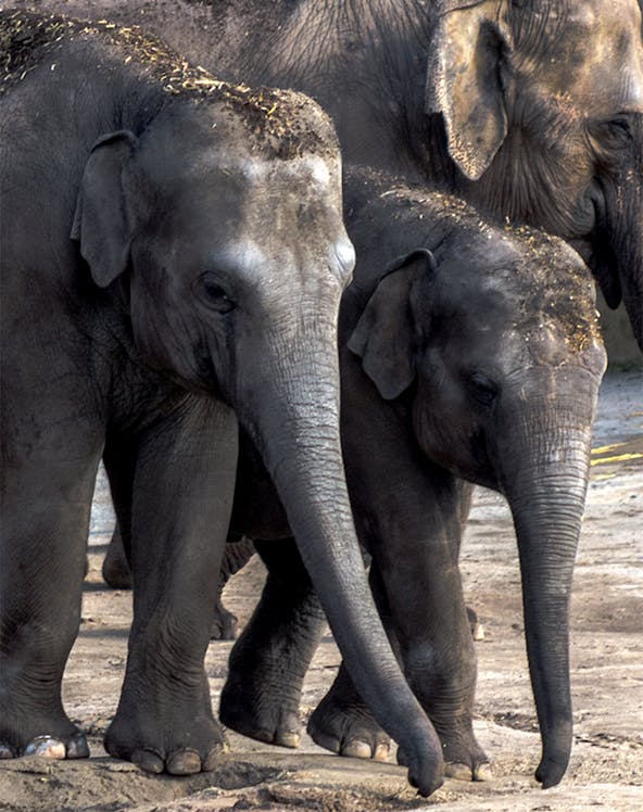 Elephants walking together at Cologne Zoo.