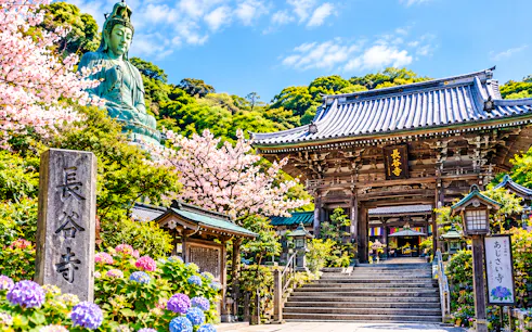 Kamakura temple entrance with hydrangeas and cherry blossoms, featuring a large Buddha statue.