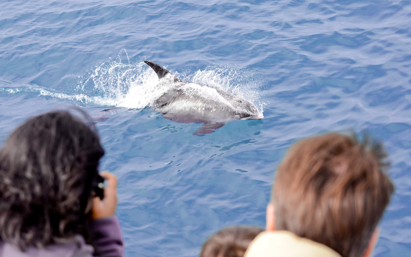 Whale surfacing near tourists on a Reykjavik whale watching tour.