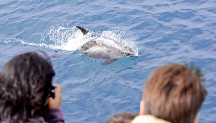 Whale surfacing near tourists on a Reykjavik whale watching tour.