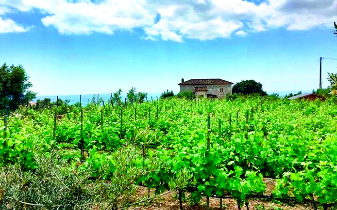 Mijas Organic Vineyard Tour and Tasting with 5 Wines, 2 Olive Oils and Tapas