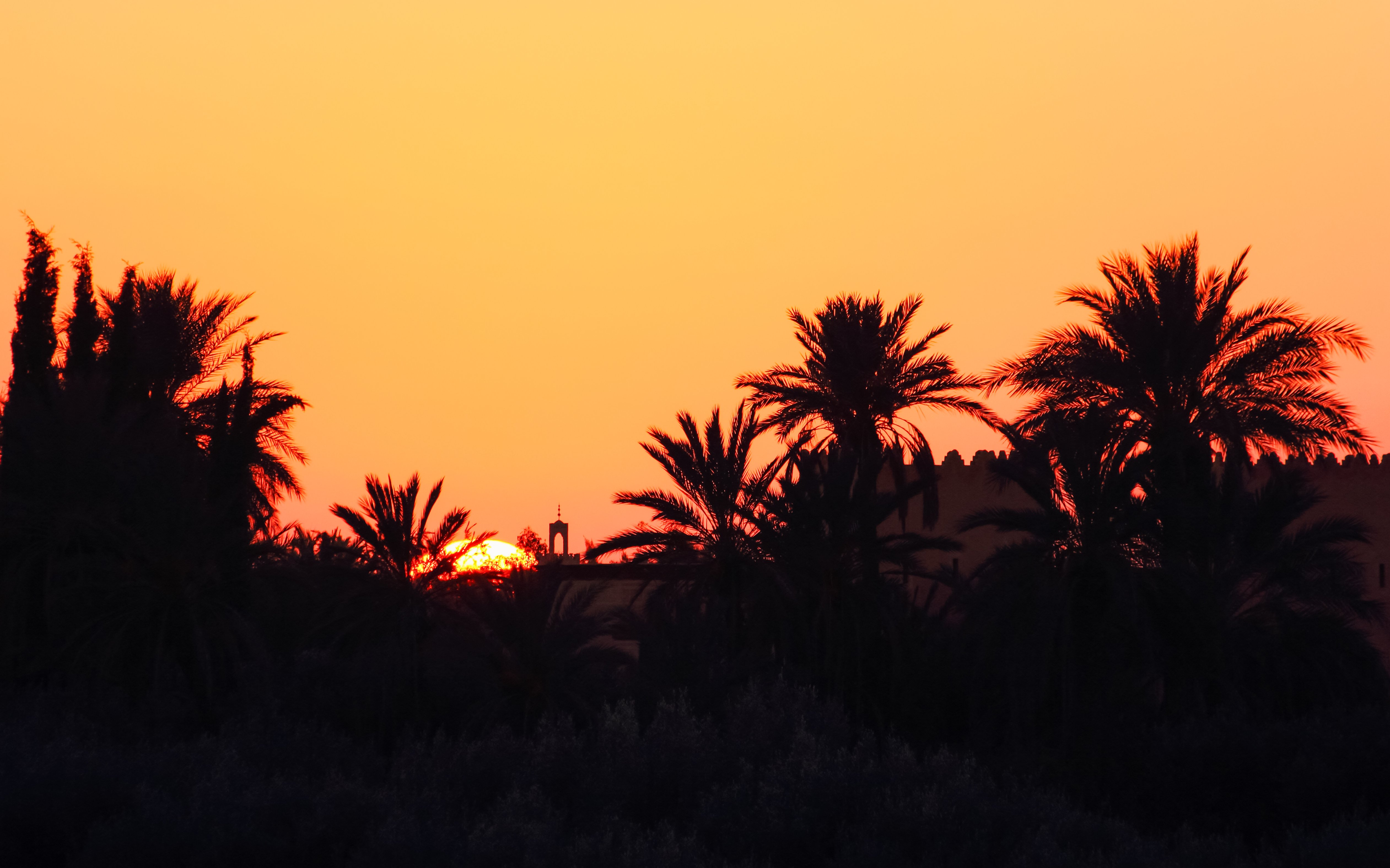 Sunset over palm trees in the Palmeraie during a buggy ride tour.