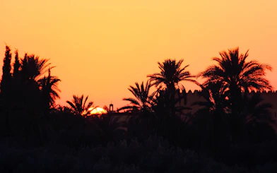 Sunset over palm trees in the Palmeraie during a buggy ride tour.