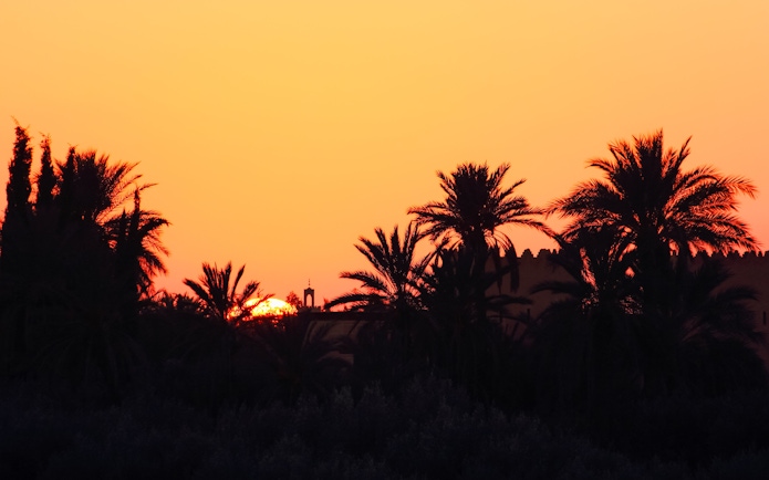 Sunset over palm trees in the Palmeraie during a buggy ride tour.