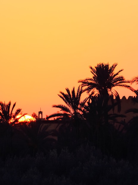 Sunset over palm trees in the Palmeraie during a buggy ride tour.
