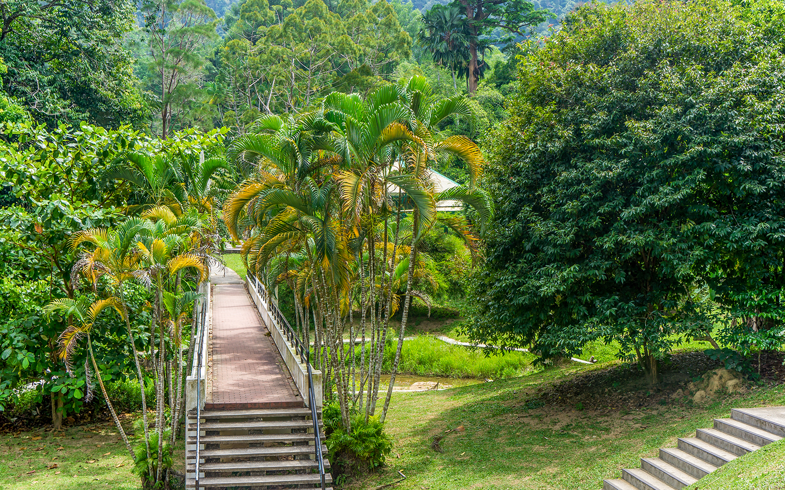 Panoramic view of the lush Botanical Gardens at Penang Hill, Malaysia, with visitors exploring the vibrant flora