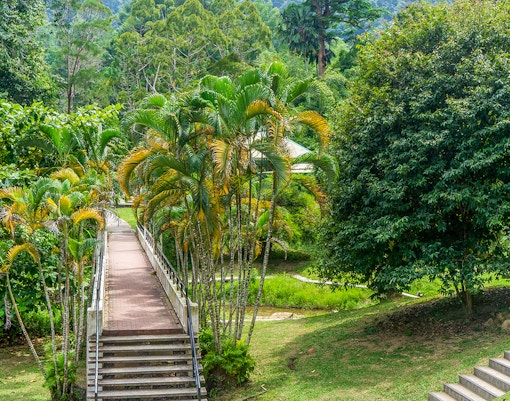 Panoramic view of the lush Botanical Gardens at Penang Hill, Malaysia, with visitors exploring the vibrant flora