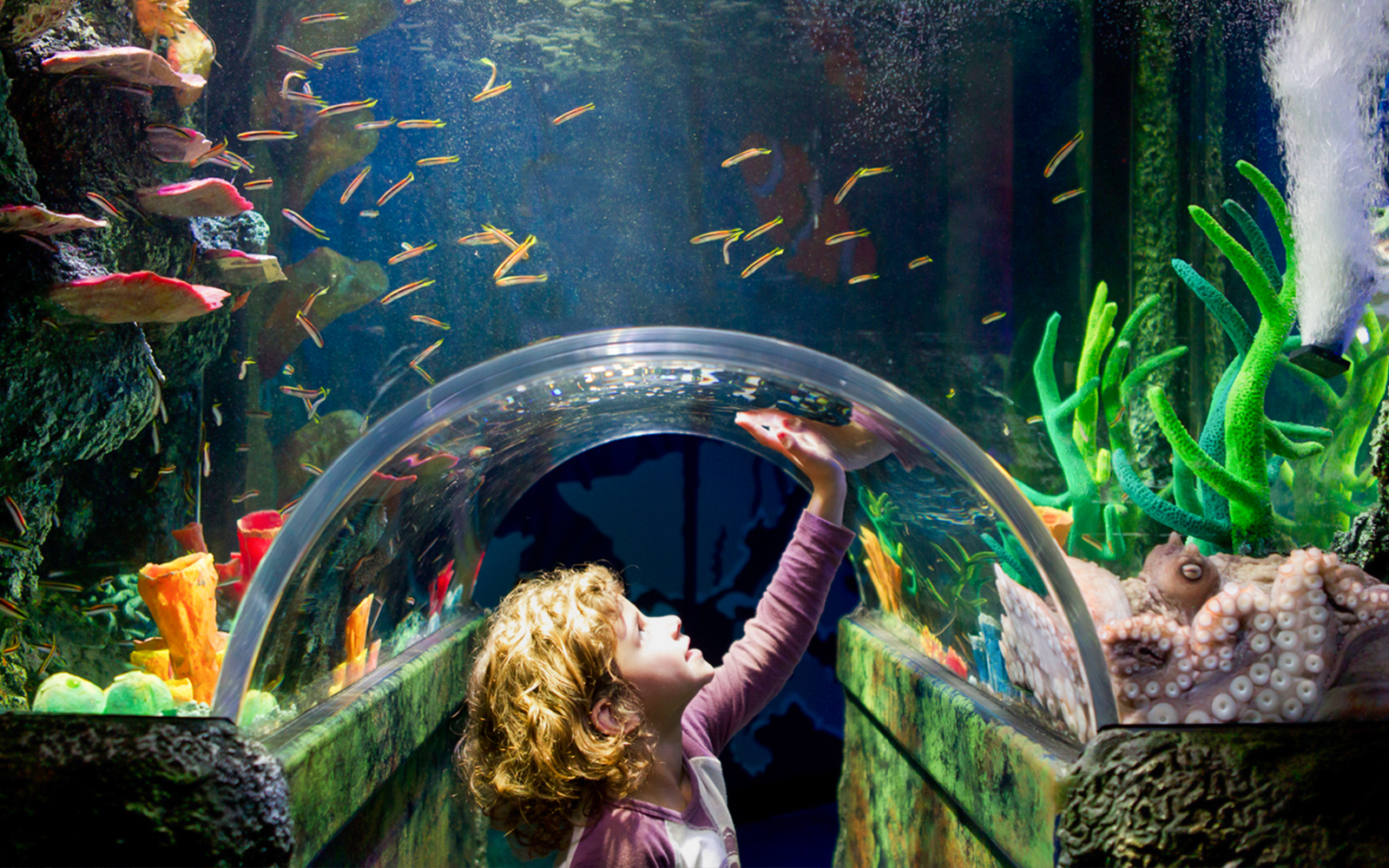 SEA LIFE Melbourne Aquarium Tickets