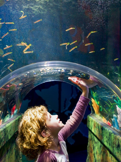 Child exploring underwater tunnel at SEA LIFE Melbourne.