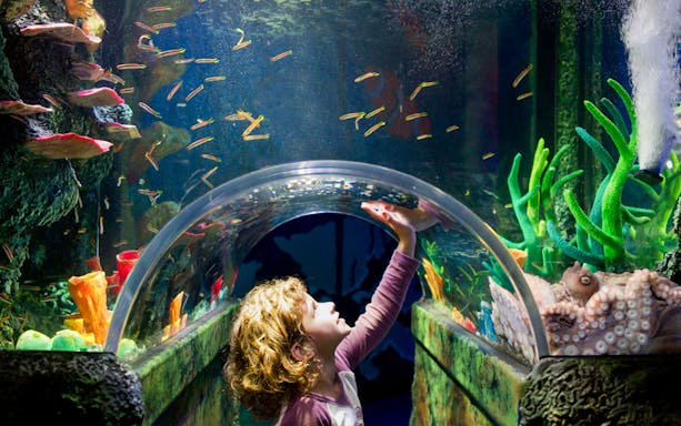 Child exploring underwater tunnel at SEA LIFE Melbourne.