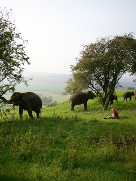 Elephants grazing in a grassy field at Whipsnade Zoo with a person sitting nearby.