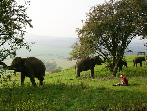 Elephants grazing in a grassy field at Whipsnade Zoo with a person sitting nearby.