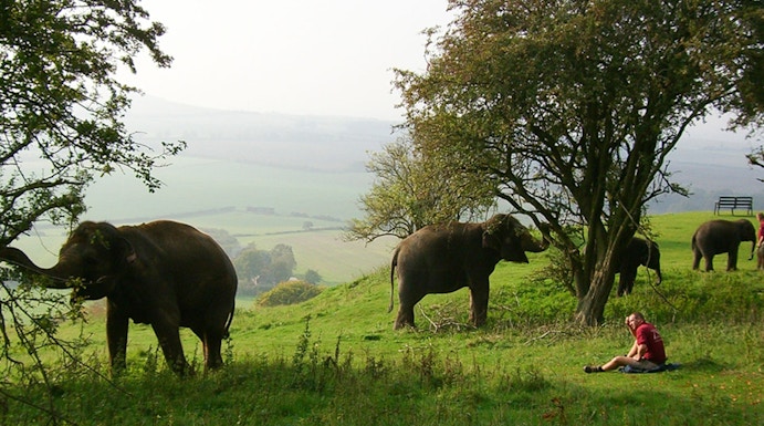 Elephants grazing in a grassy field at Whipsnade Zoo with a person sitting nearby.