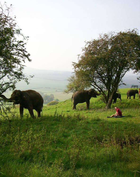 Elephants grazing in a grassy field at Whipsnade Zoo with a person sitting nearby.