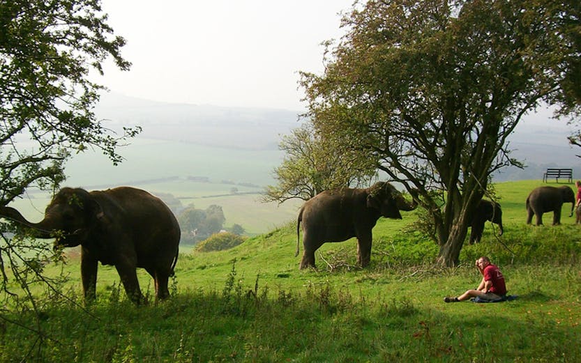 Elephants grazing in a grassy field at Whipsnade Zoo with a person sitting nearby.