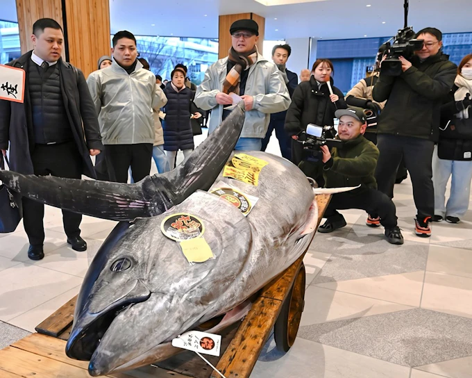 Tokyo: Toyosu Tuna Auction and Tsukiji Market Guided Walking Tour