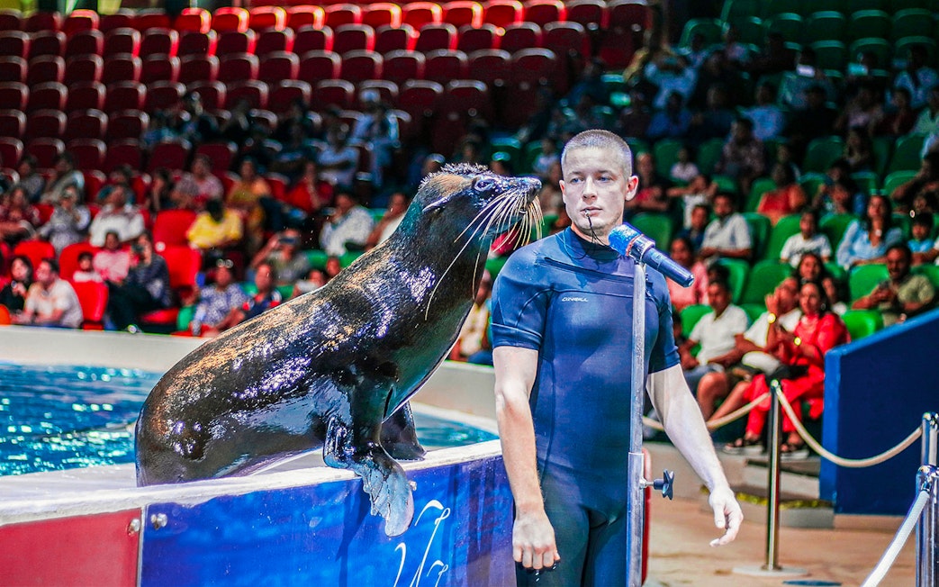 Seal performing with trainer at Dubai Dolphinarium show.