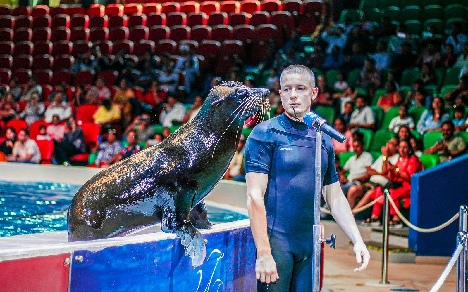 A person hosting a dolphin show by throwing balls at the dolphin