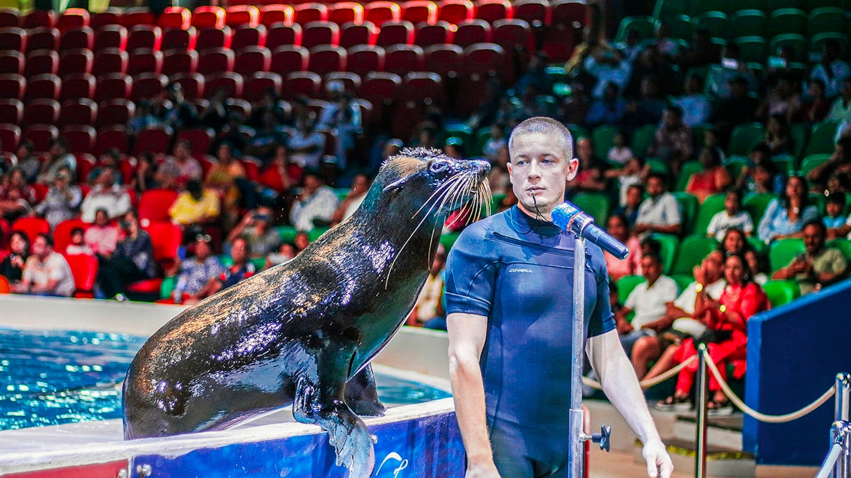 Seal with its trainer at Dubai Dolphinarium