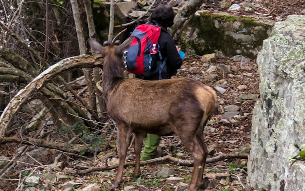 Hiker with red backpack encounters deer in S'Acqua Callenti Forest, Castiadas.