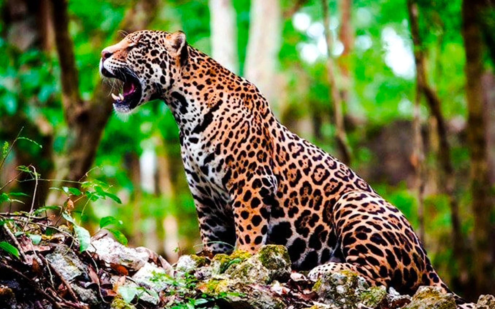 From Cusco: 4-Day Puerto Maldonado, Tambopata & Sandoval Lake Tour Image 2