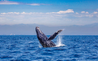 Humpback whale breaching in the ocean during Kona Deluxe Whale Watch Sail.