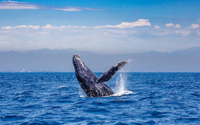 Humpback whale breaching in the ocean during Kona Deluxe Whale Watch Sail.