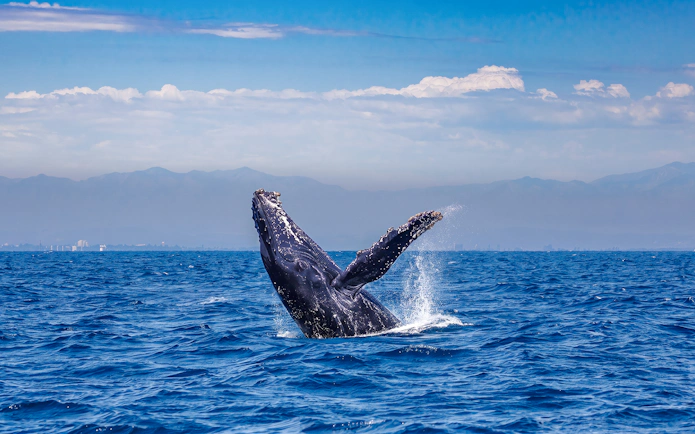 Humpback whale breaching in the ocean during Kona Deluxe Whale Watch Sail.