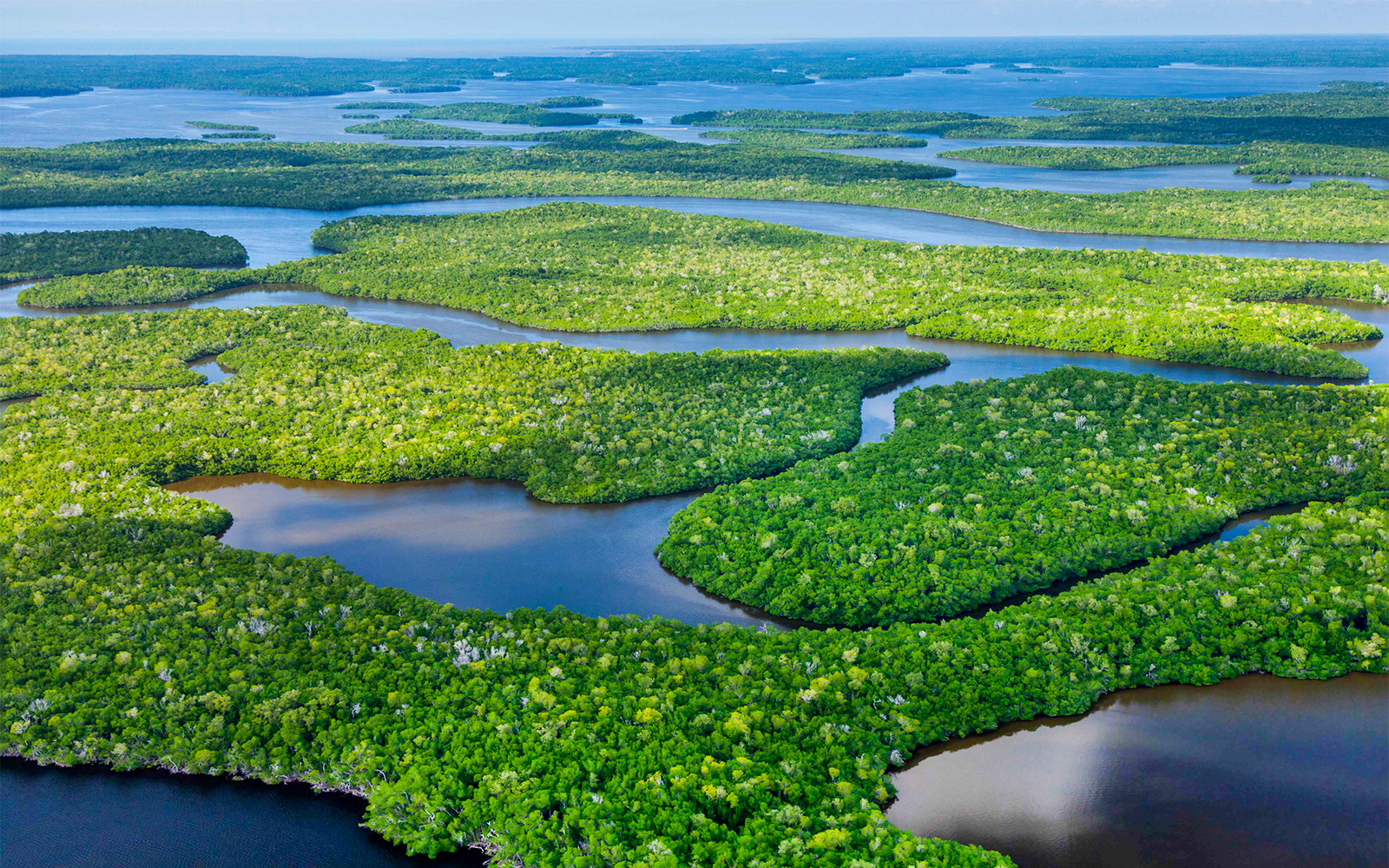 Aerial view of lush mangroves and waterways in Everglades National Park, Florida, USA.