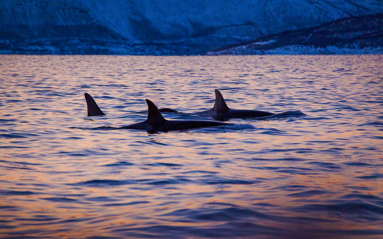 Whale watching season 