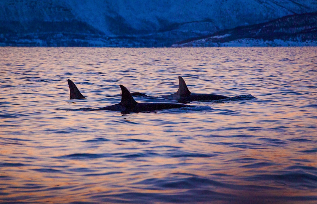 Whale watching season