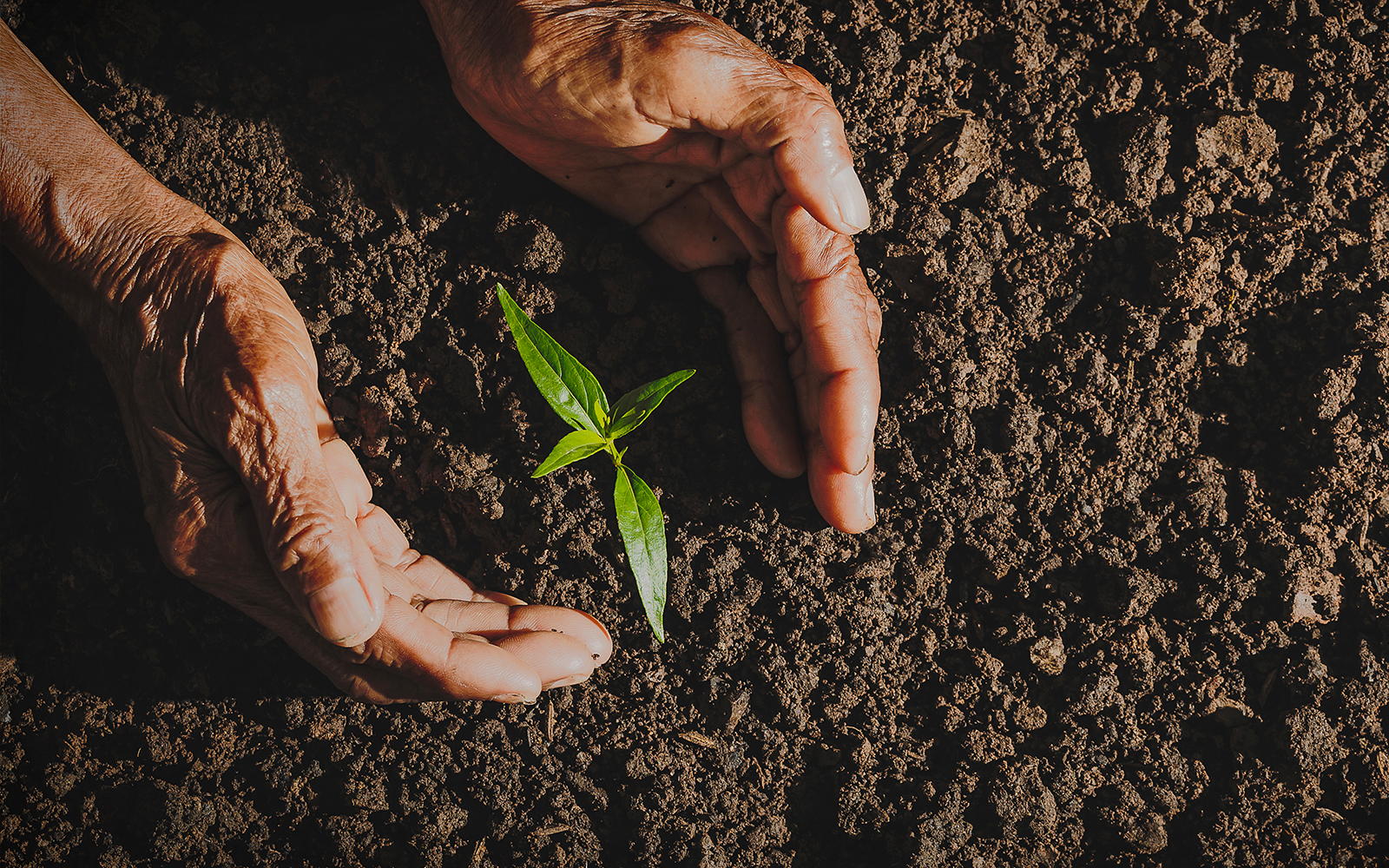 Seed Stations - Koala Conservation Reserve