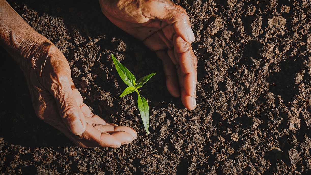 A person planting a sapling