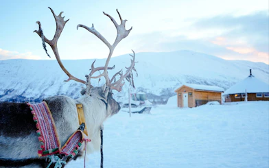 Reindeer Sledding & Sami Culture Guided Tour with Hot Drinks & Meal