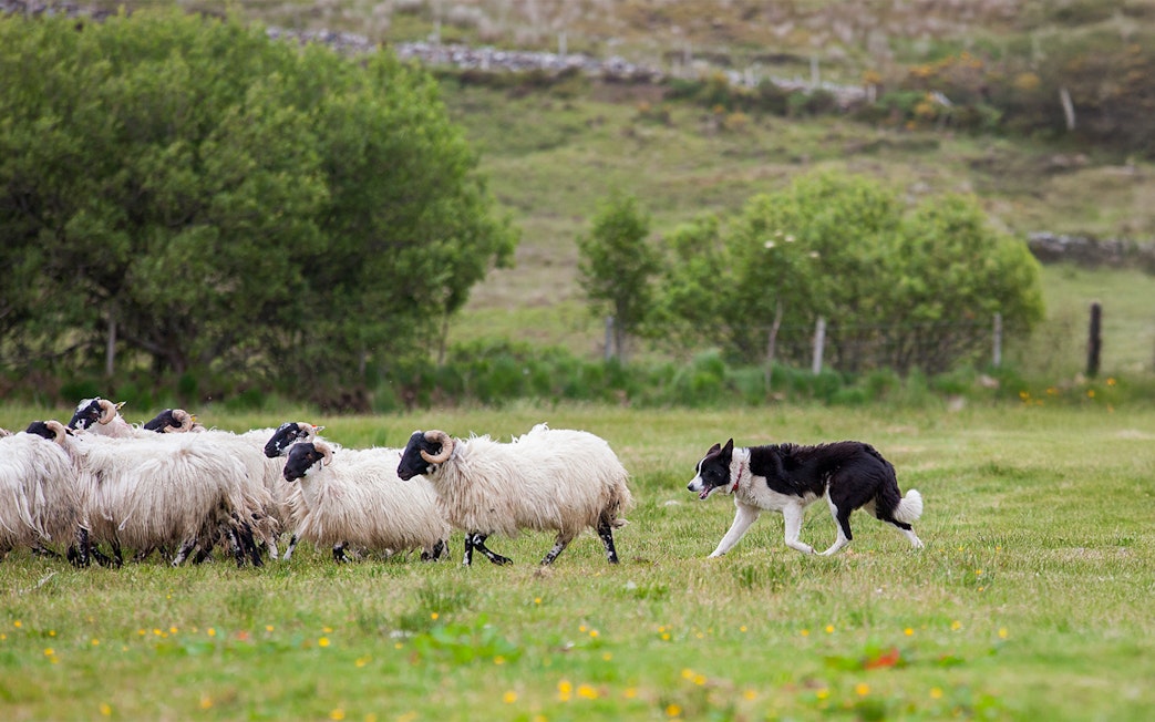 Sheepdog herding sheep in a grassy field during a demonstration.