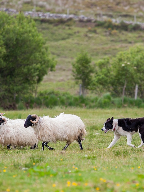 Sheepdog herding sheep in a grassy field during a demonstration.