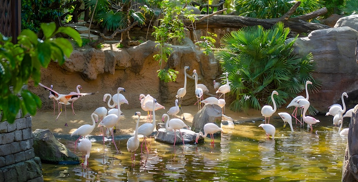 Bioparc Fuengirola