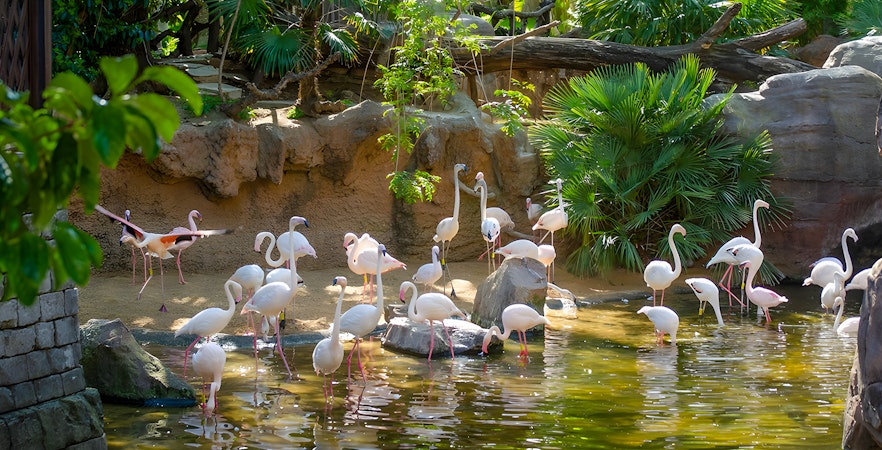 Bioparc Fuengirola