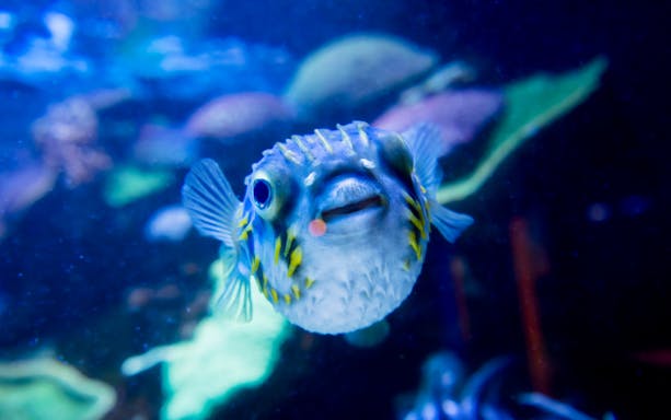 Pufferfish swimming in a tank at the Aquarium of Western Australia.