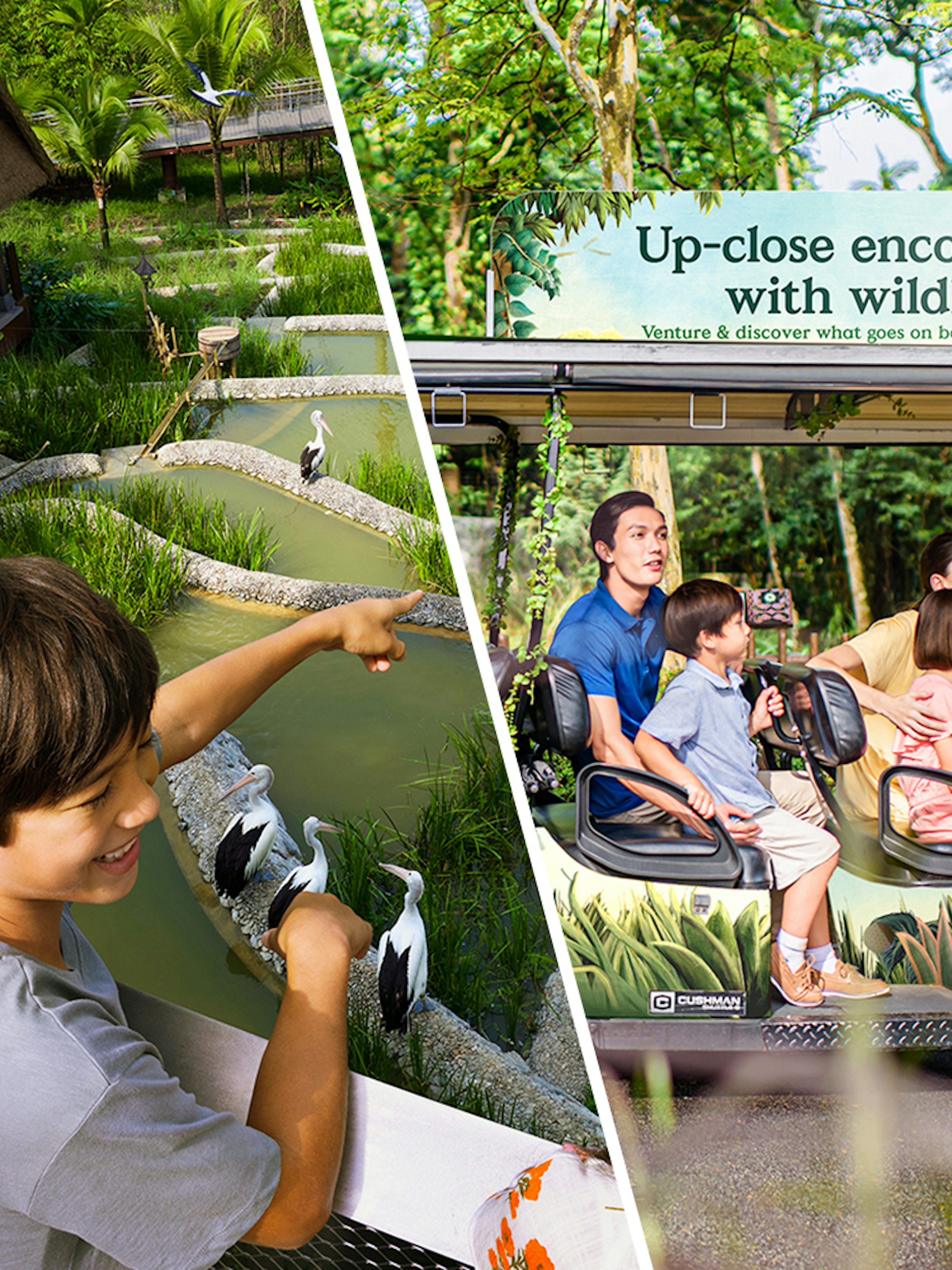 Child pointing at birds in a pond at Bird Paradise, Singapore Zoo, with a family on a tram ride nearby.