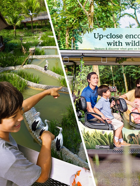 Child pointing at birds in a pond at Bird Paradise, Singapore Zoo, with a family on a tram ride nearby.
