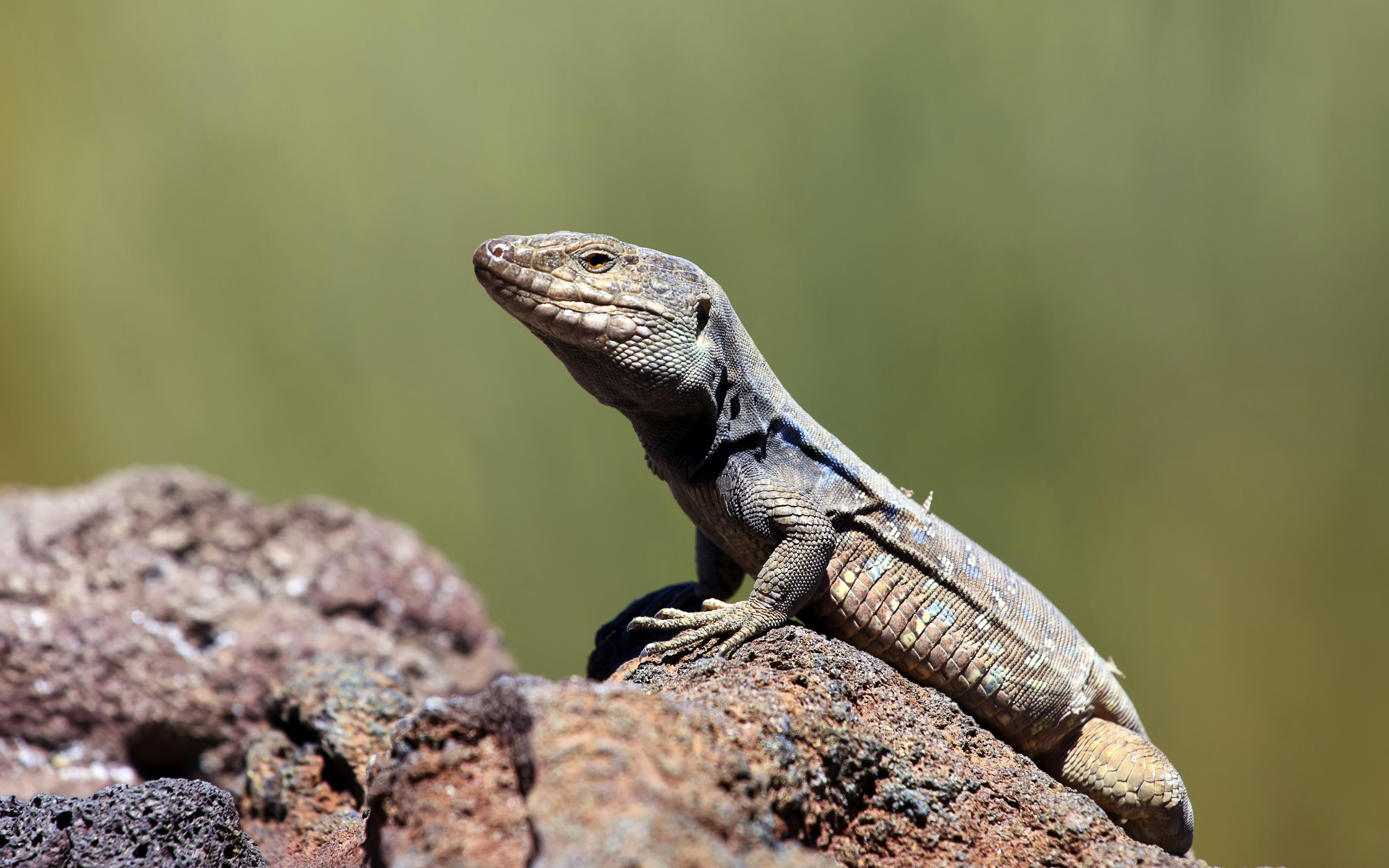 Gallotia galloti lizard on volcanic rock in Tenerife, Canary Islands.